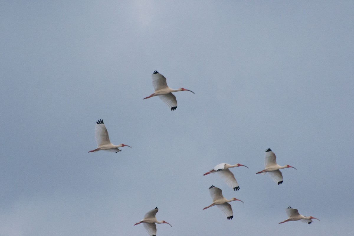 ibis bílý - ML619730799