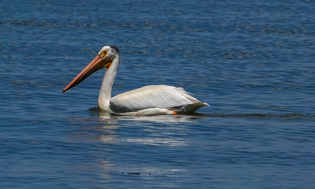 American White Pelican - ML619730816