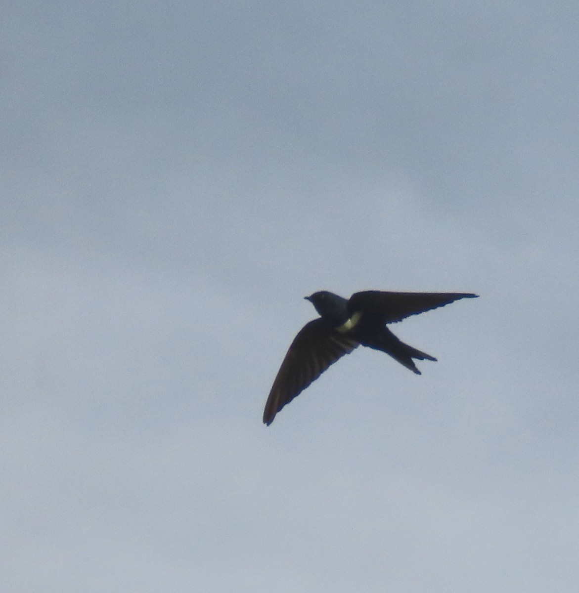 White-banded Swallow - ML619730835