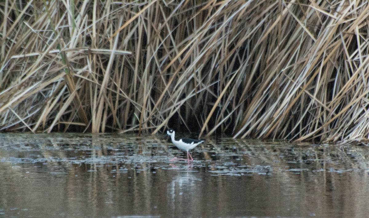 Black-necked Stilt - ML619730845