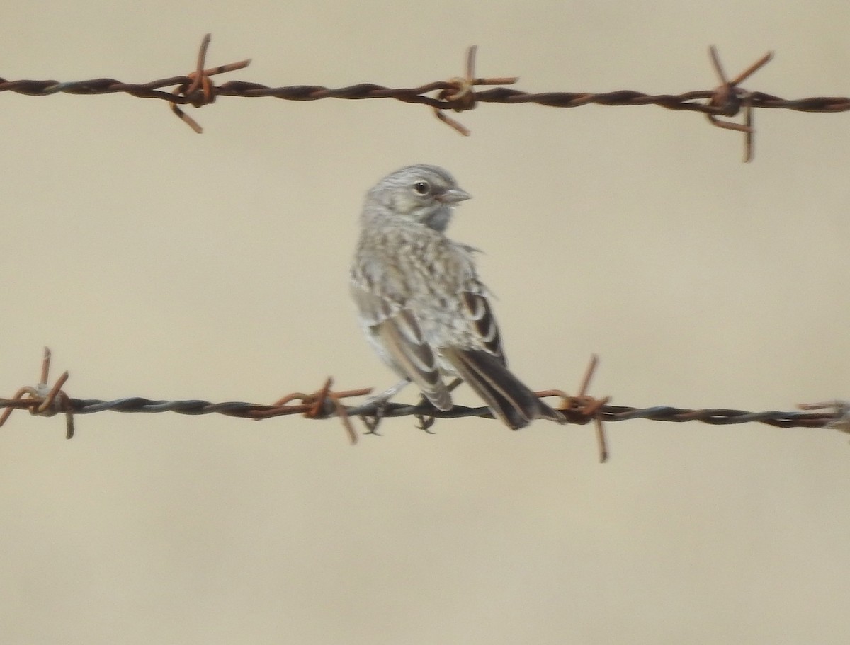 Bell's Sparrow (canescens) - ML619730857