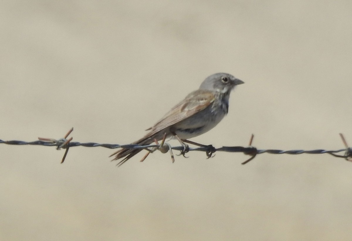 Bell's Sparrow (canescens) - ML619730858