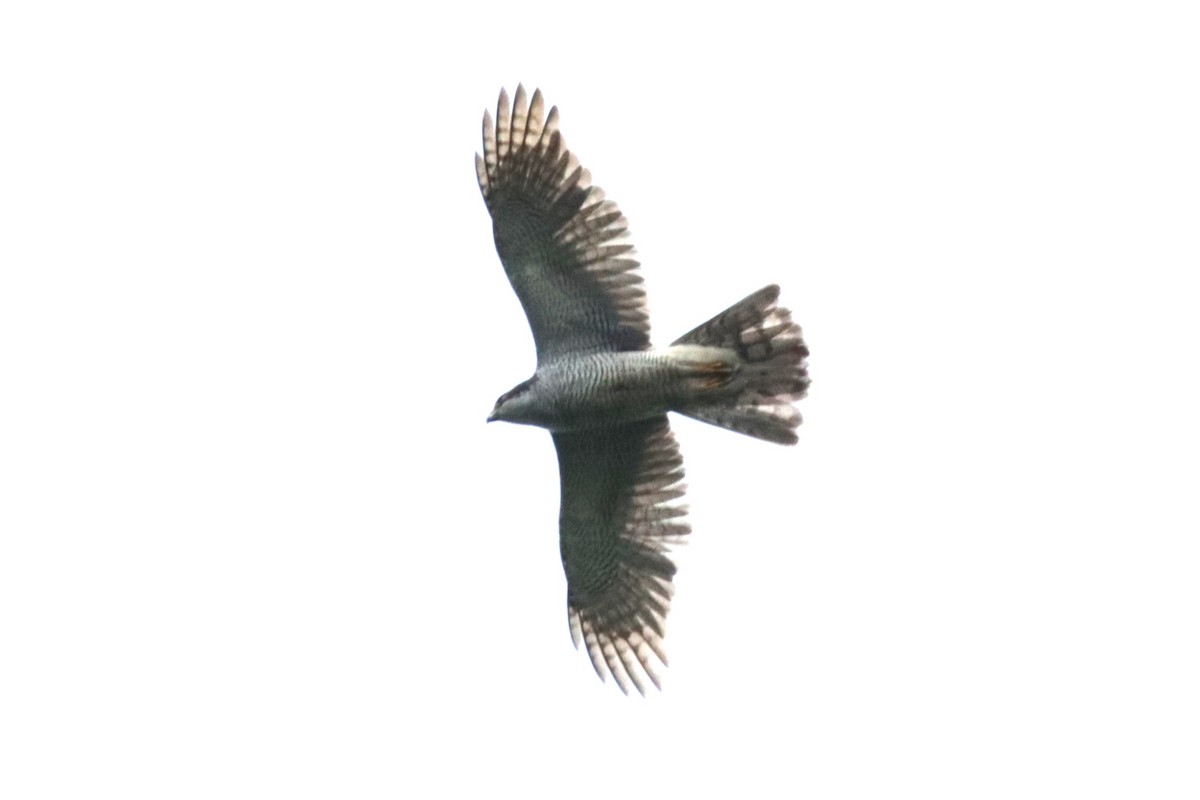 Eurasian Goshawk - ML619730863