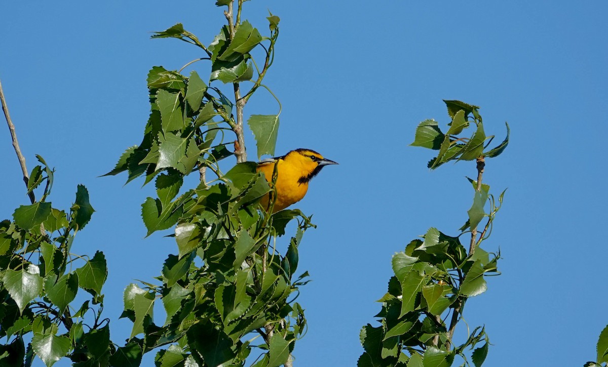 Bullock's Oriole - ML619730879