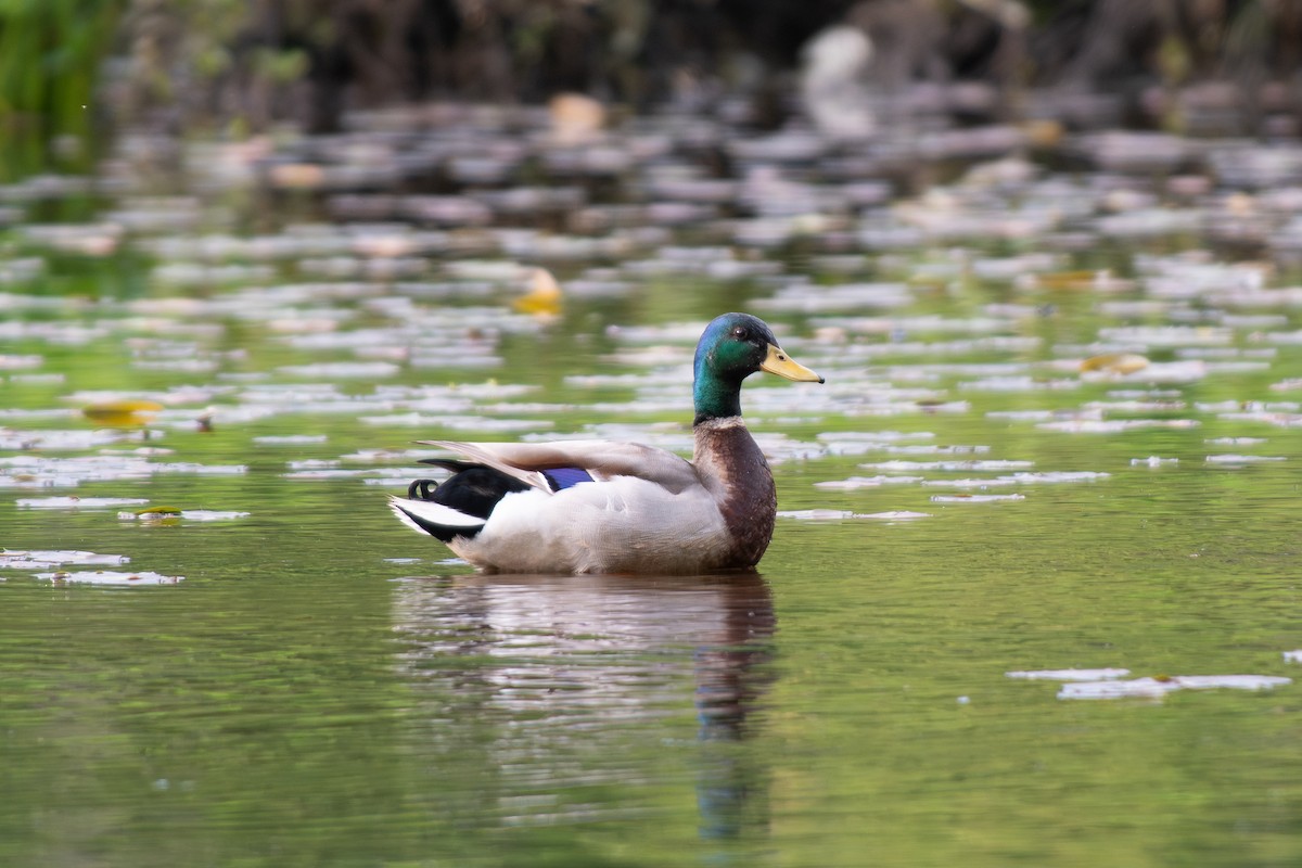 Canard colvert - ML619730904