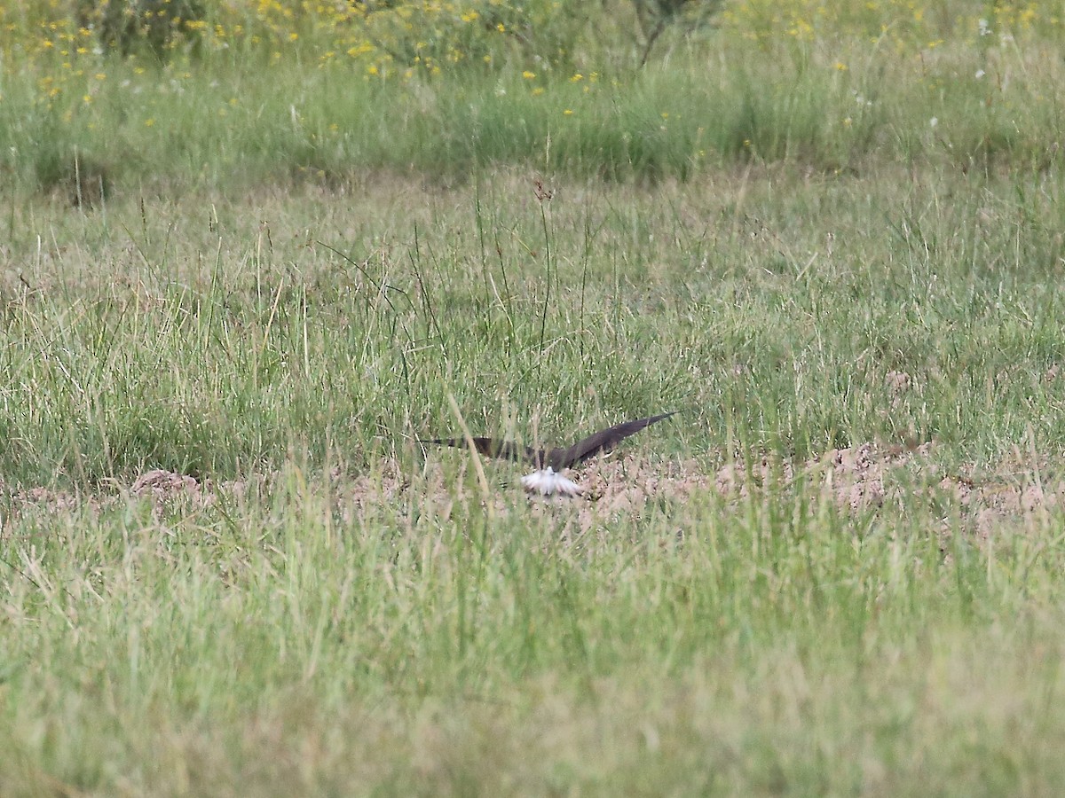 Black-winged Pratincole - ML619730911