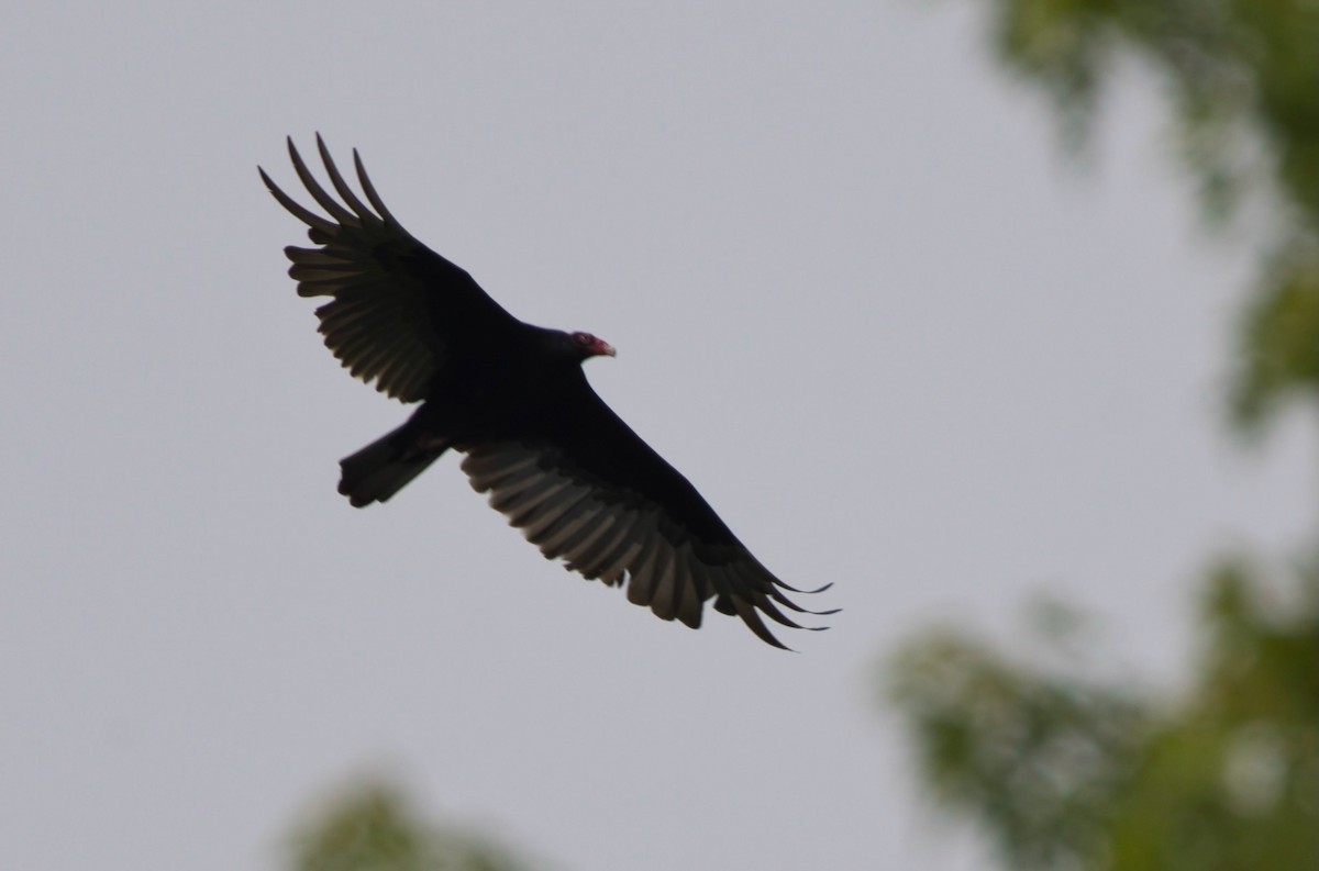 Turkey Vulture - ML619730920