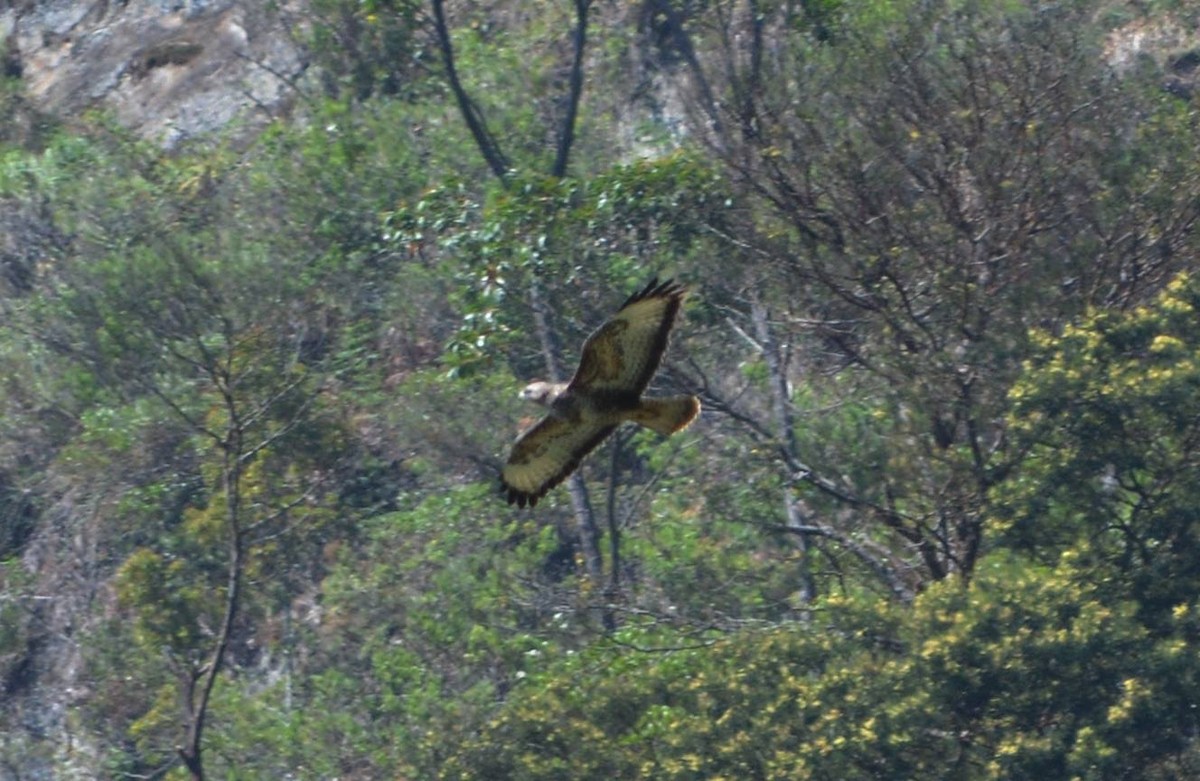 Common Buzzard - Iroshan Rupasinghe