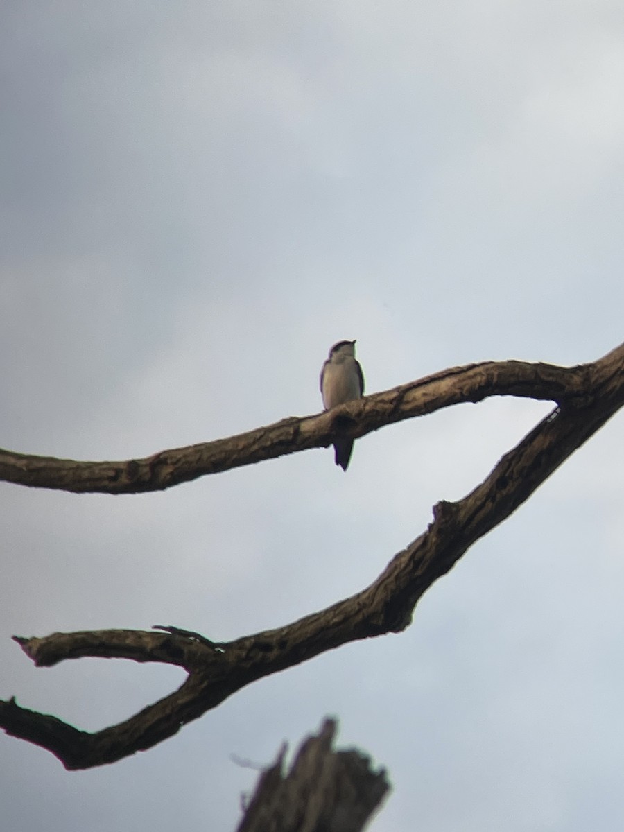 Golondrina Bicolor - ML619731026