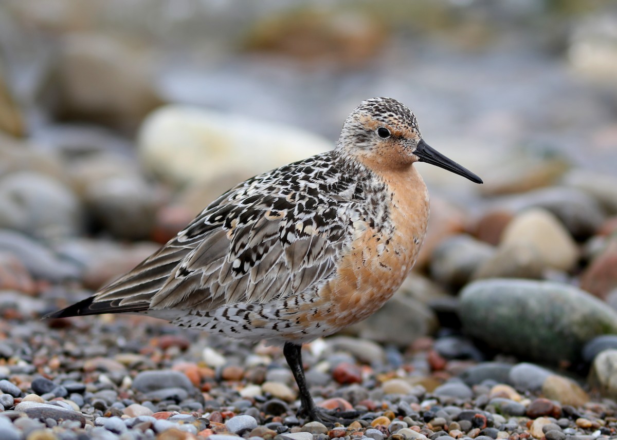 Red Knot - ML619731031
