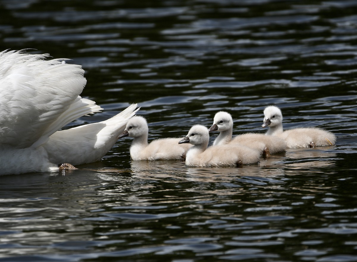 Mute Swan - ML619731032