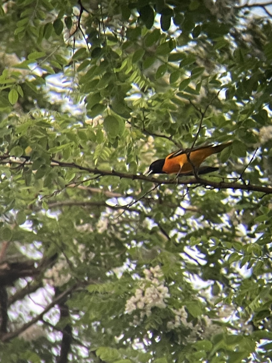 Baltimore Oriole - ML619731033