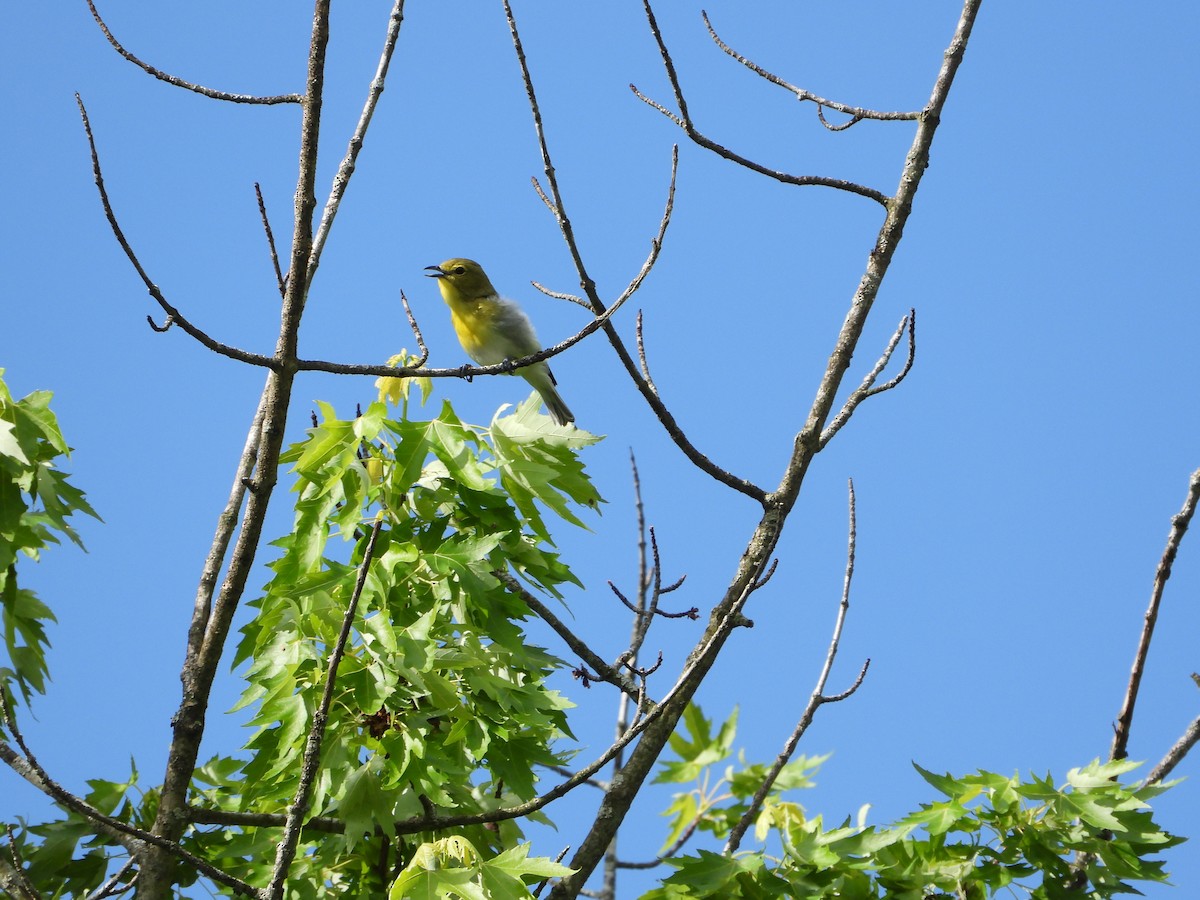 Yellow-throated Vireo - ML619731053