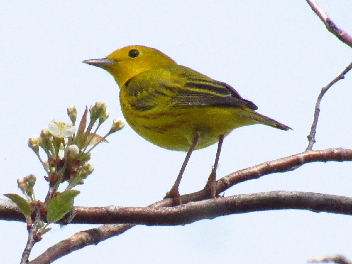 Paruline jaune - ML619731082