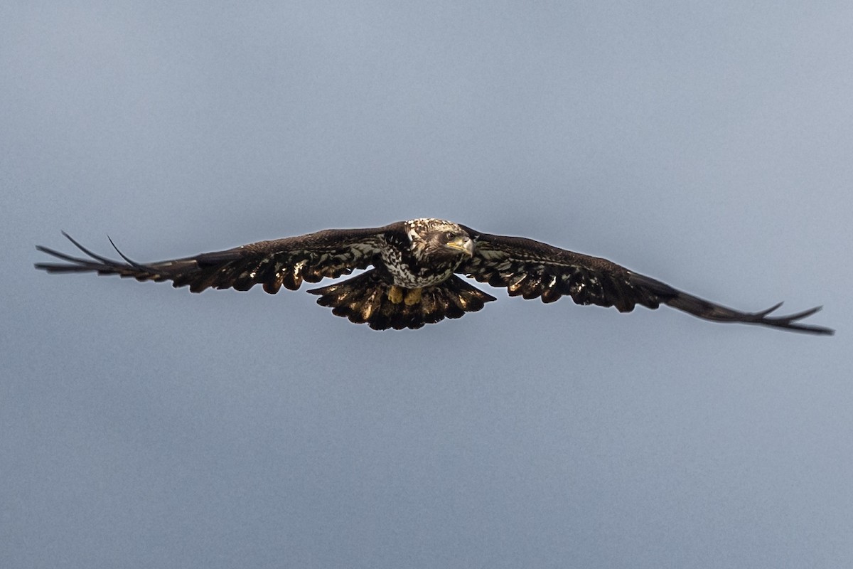 Bald Eagle - ML619731085