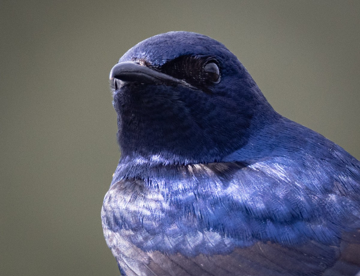 Purple Martin - ML619731102