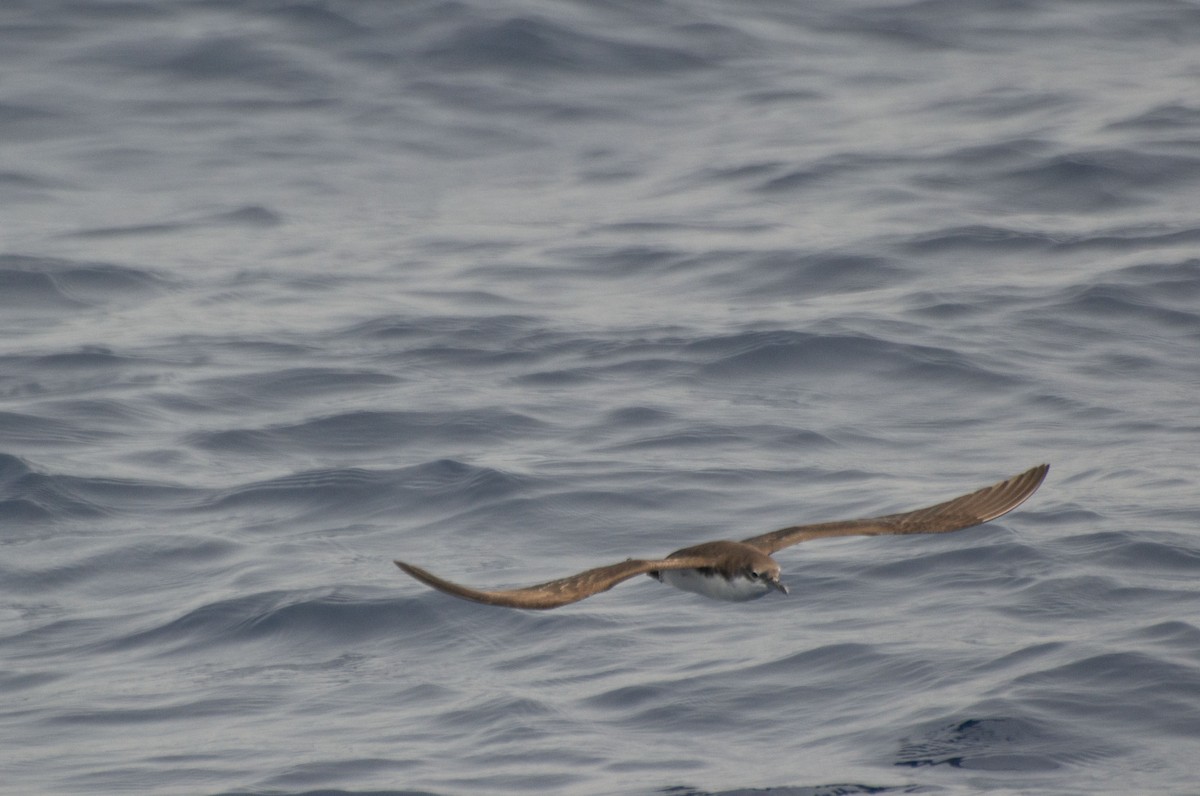 Galapagos Shearwater - ML619731106