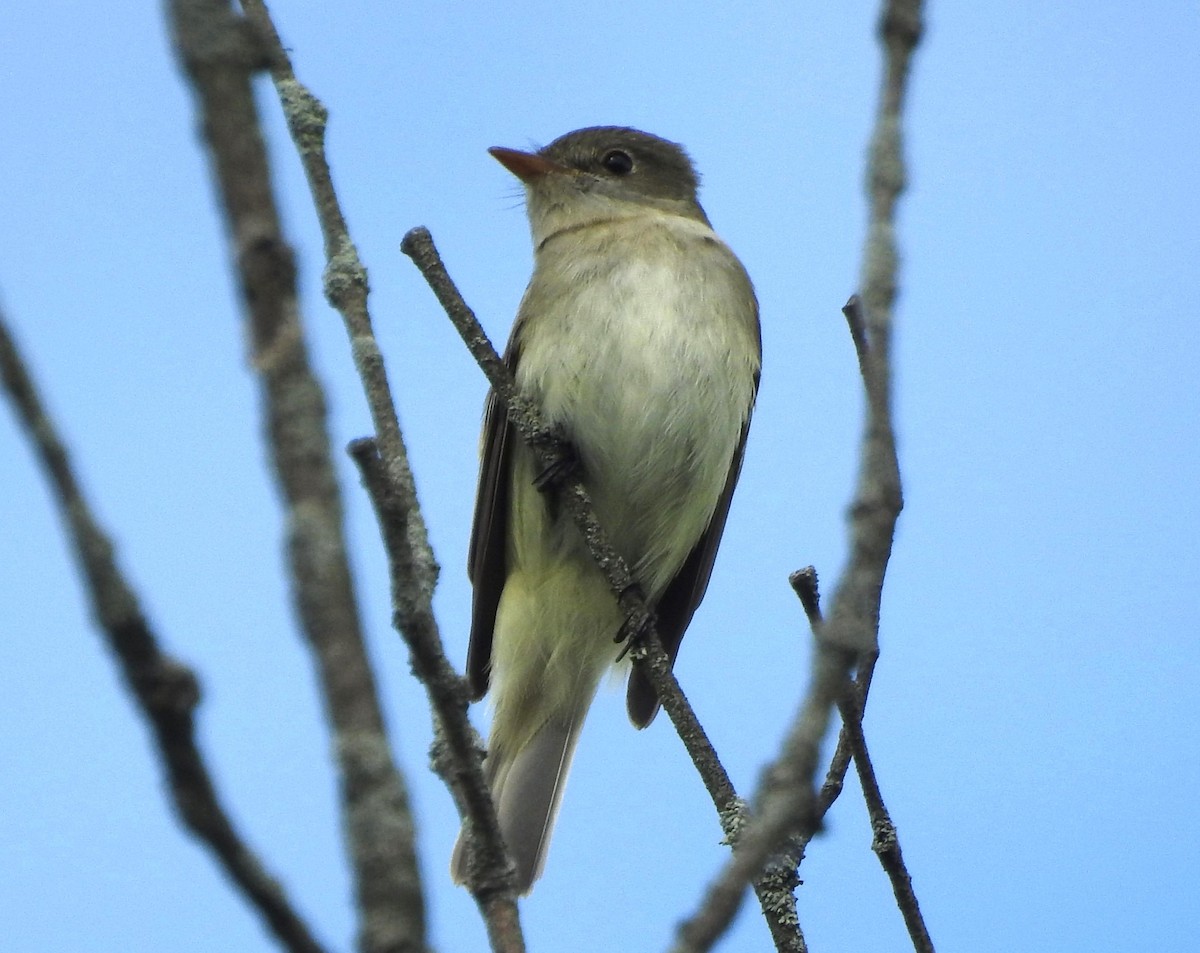 Alder Flycatcher - ML619731121