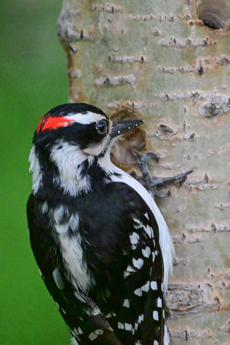 Hairy Woodpecker - ML619731130