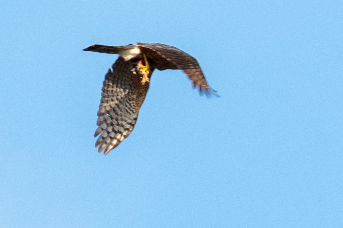 Cooper's Hawk - ML619731142