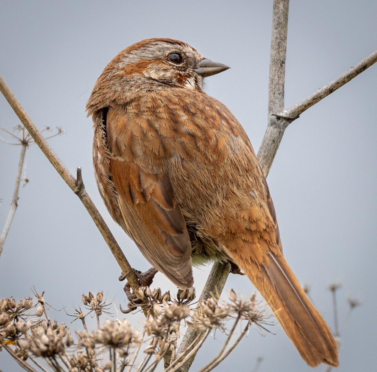 Song Sparrow - ML619731144