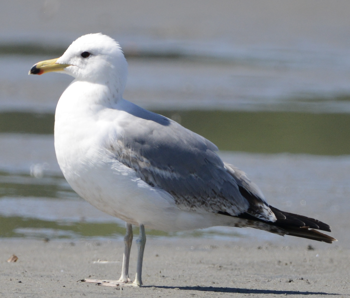 California Gull - ML619731155