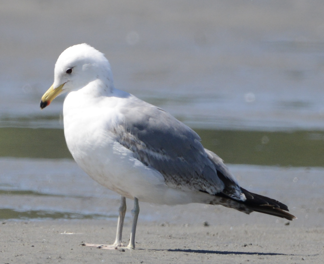 California Gull - ML619731156