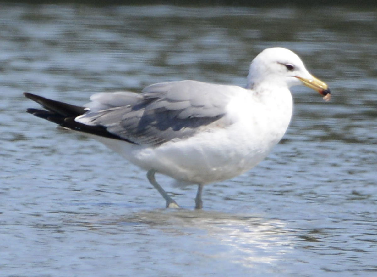 California Gull - ML619731158