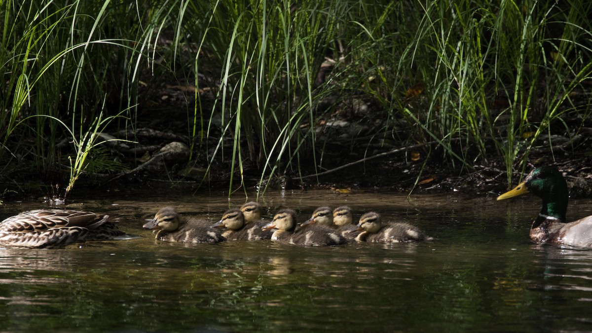 Mallard - ML619731161