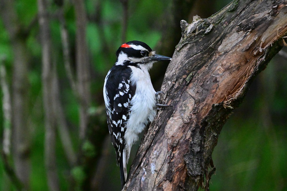 Hairy Woodpecker - ML619731174