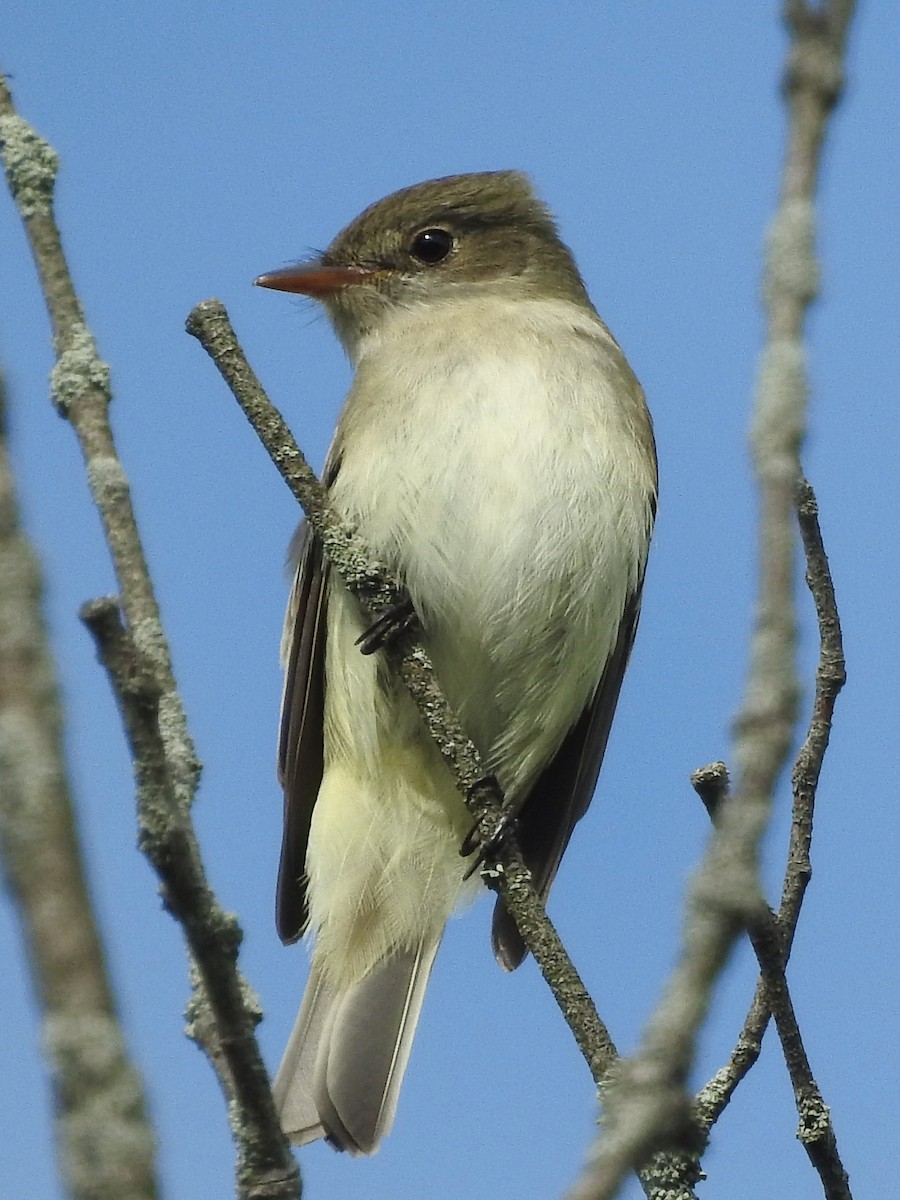 Alder Flycatcher - ML619731176