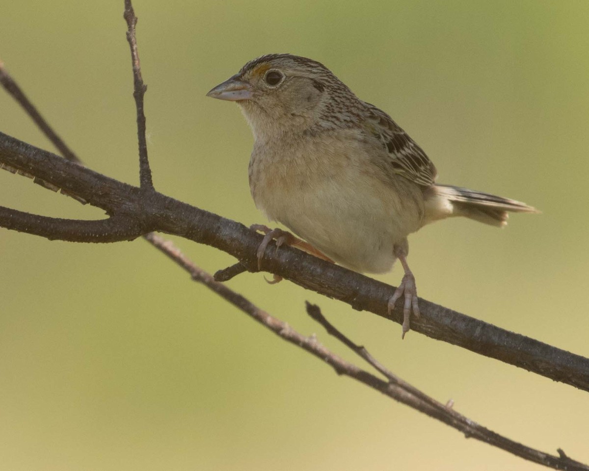 Grasshopper Sparrow - ML619731179