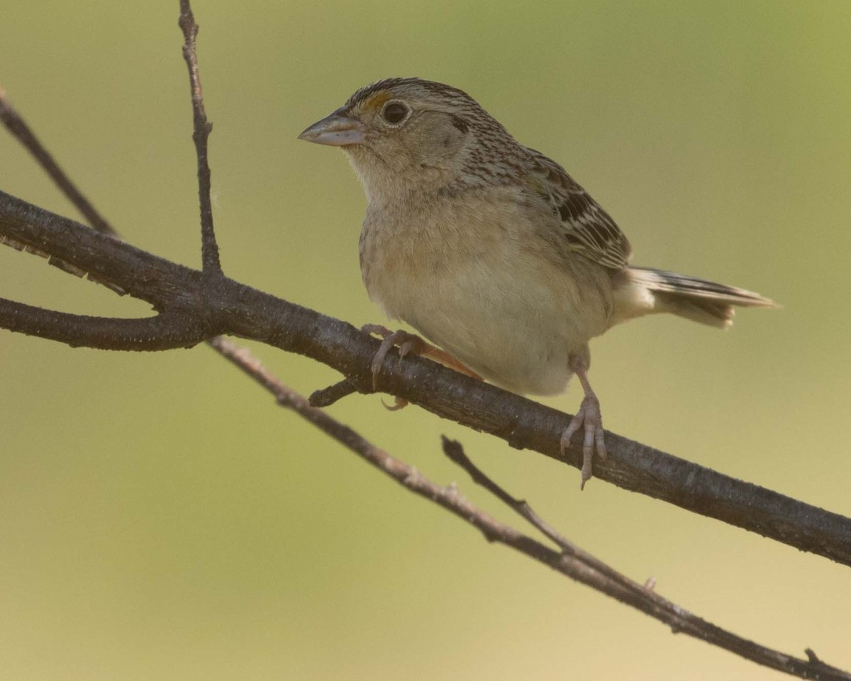 Chingolo Saltamontes - ML619731179