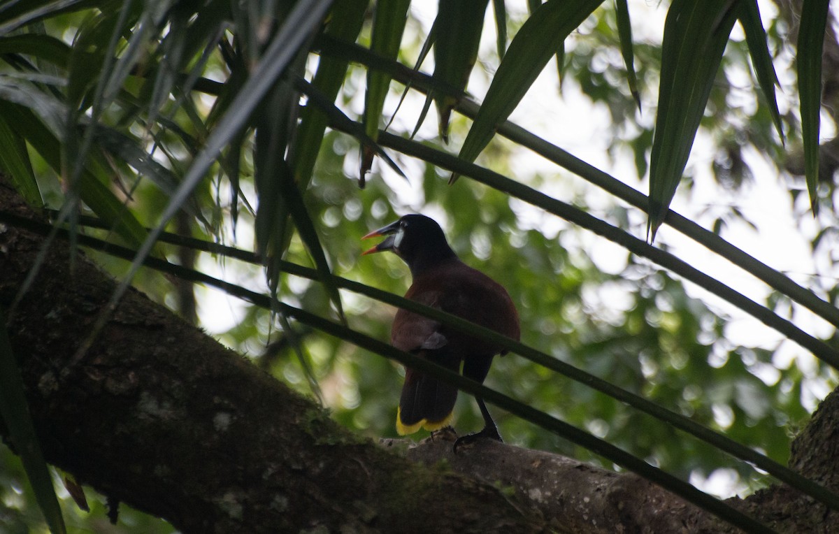 Montezuma Oropendola - ML619731192