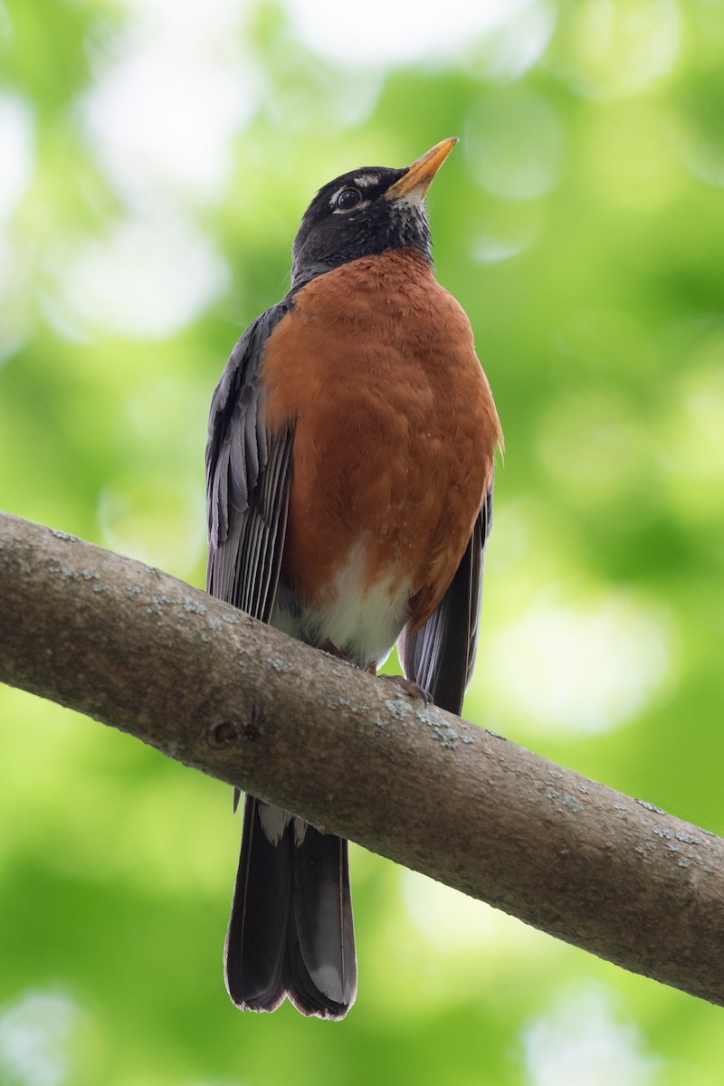 American Robin - ML619731196