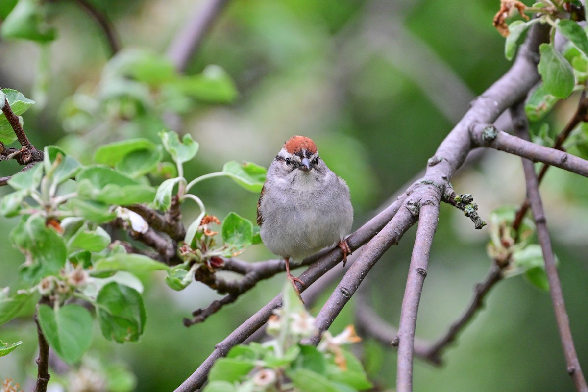 Chipping Sparrow - ML619731197
