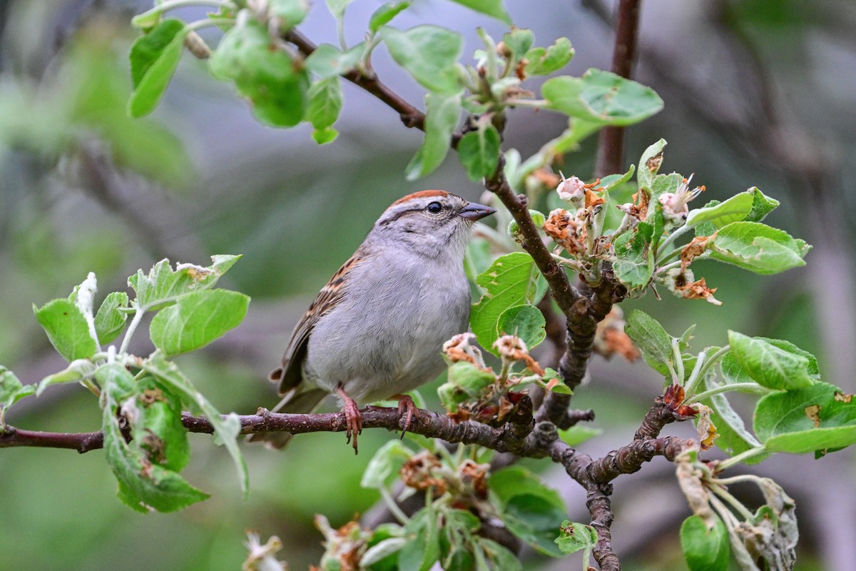 Chipping Sparrow - ML619731198