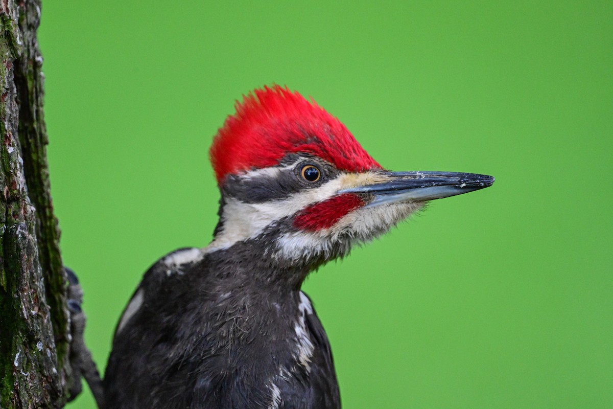 Pileated Woodpecker - ML619731206