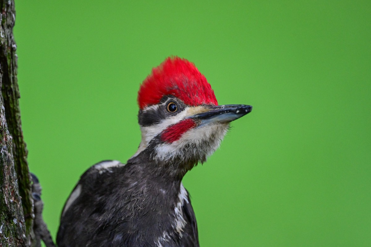 Pileated Woodpecker - ML619731208