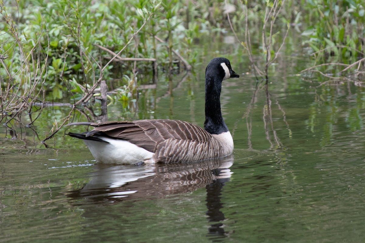 Canada Goose - ML619731224