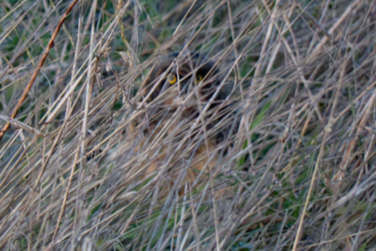 Short-eared Owl - ML619731231