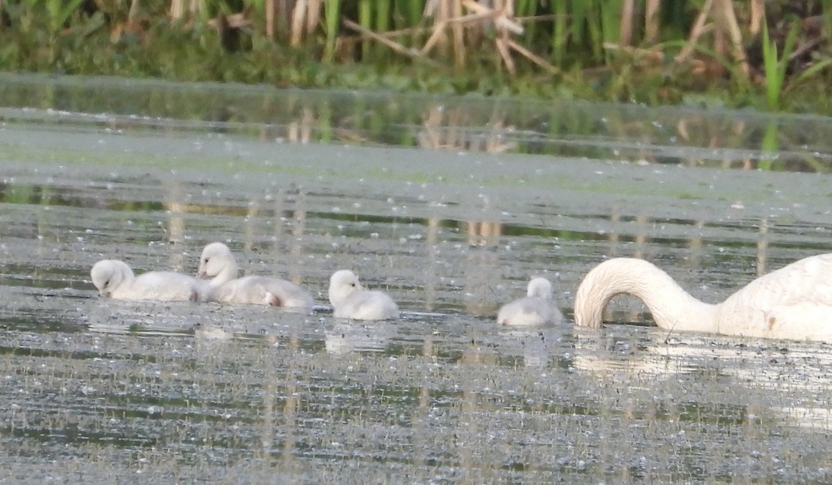 Trumpeter Swan - ML619731244