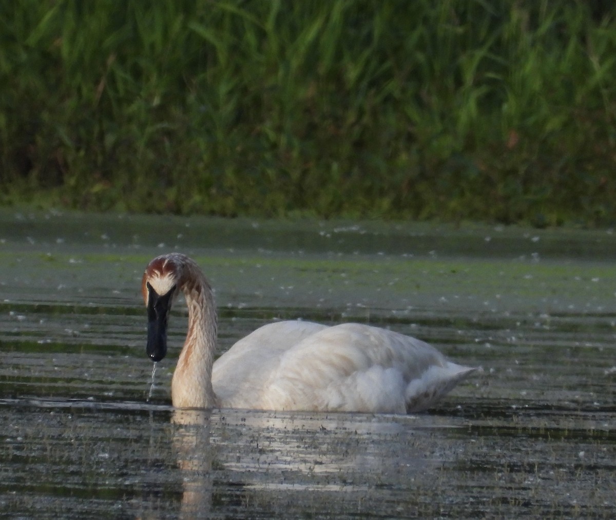 Trumpeter Swan - ML619731245