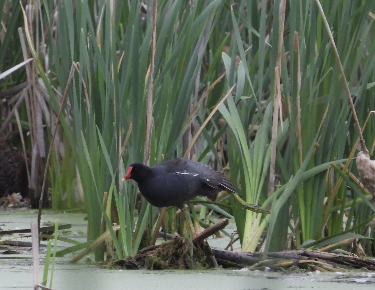 Common Gallinule - ML619731268