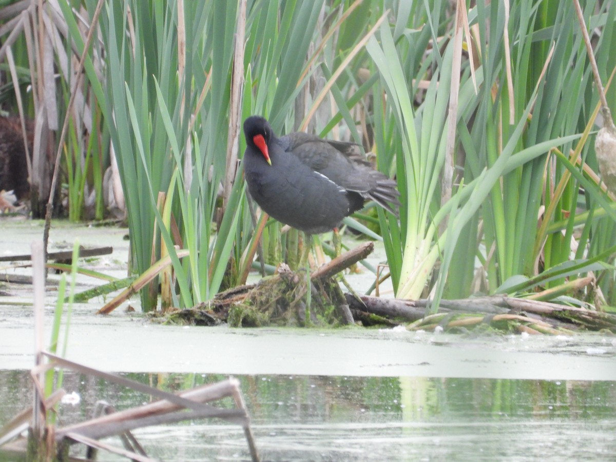 Common Gallinule - ML619731269