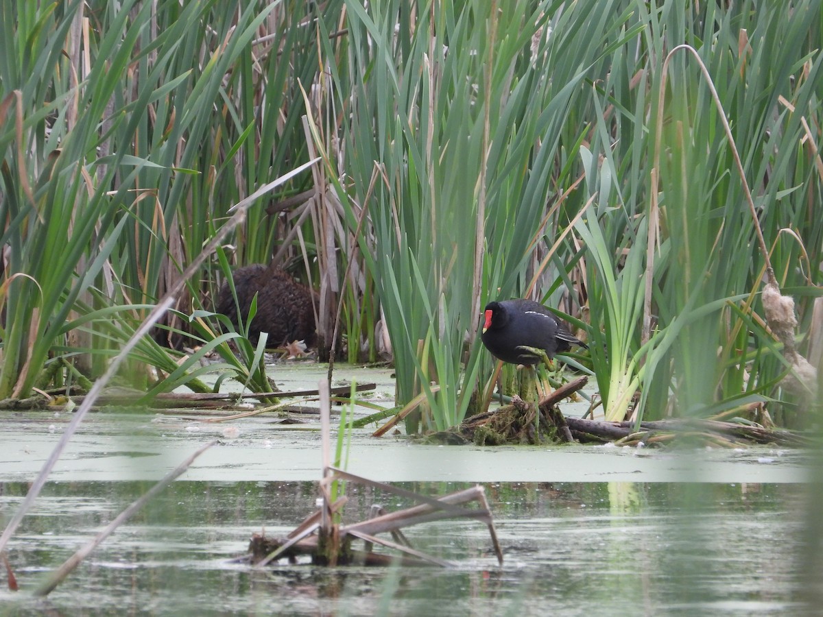 Common Gallinule - ML619731270