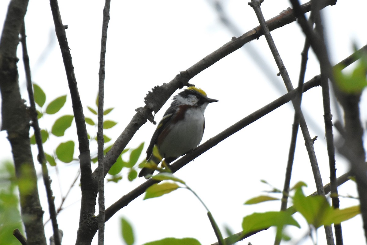 Chestnut-sided Warbler - ML619731272