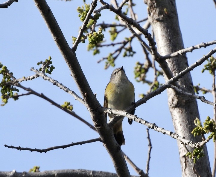 American Redstart - ML619731281