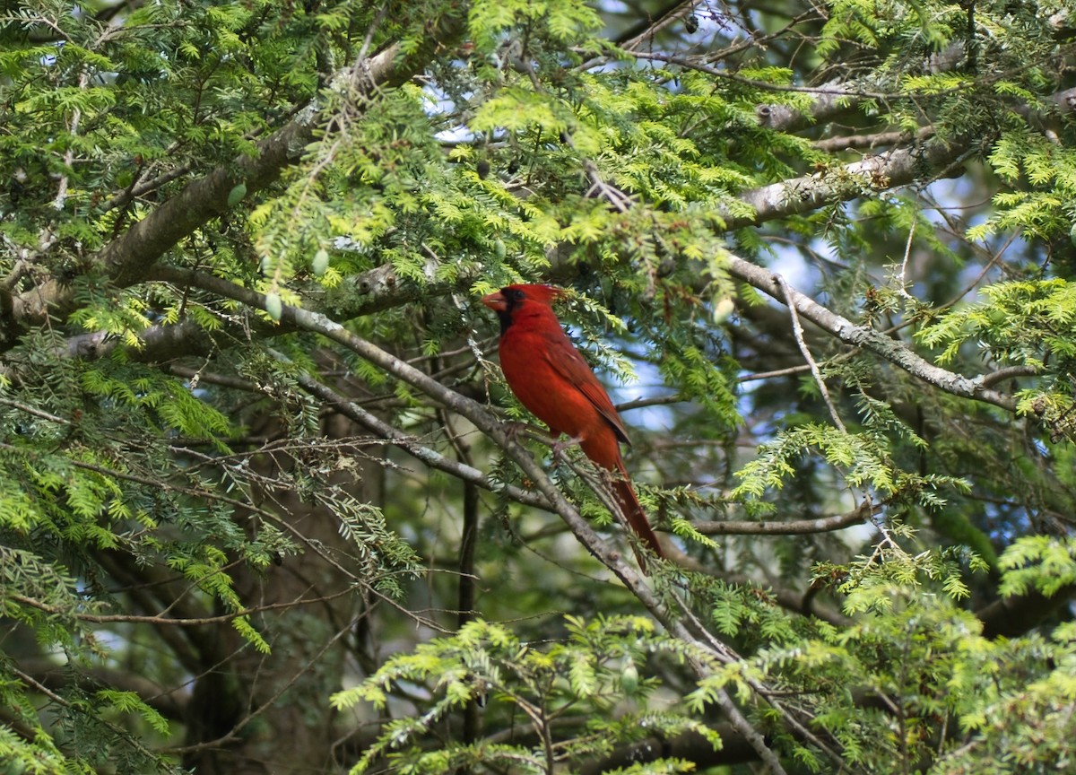 Northern Cardinal - ML619731290