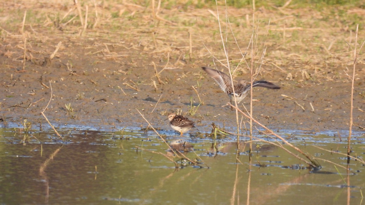 White-rumped Sandpiper - ML619731296